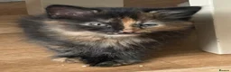 Maine Coon cats for sale: Mixed maine coon kittens - Advert 4