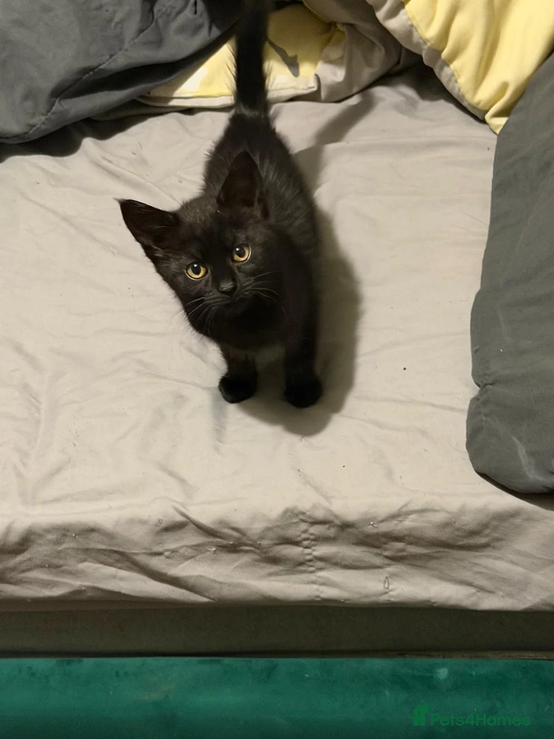 Maine Coon cats for sale: Black kitten  - Advert 1