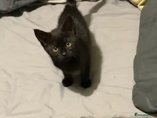 Maine Coon cats Black kitten - Advert 3