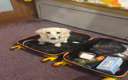 Miniature Dachshund dogs for sale: Kc Reg  Platinum Cream L/H Mini Dachshund  - Image 2