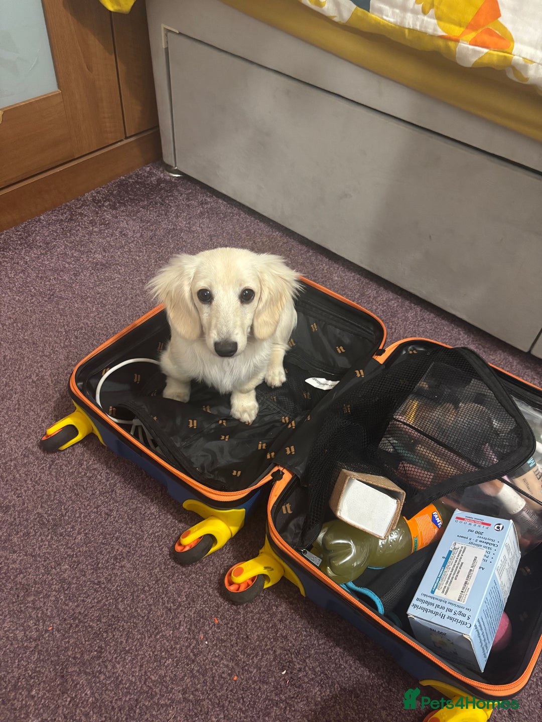 Miniature Dachshund dogs for sale: Kc Reg  Platinum Cream L/H Mini Dachshund  - Image 2