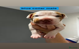 Mixed Breed dogs for sale: Staffy mix pups  - Image 9