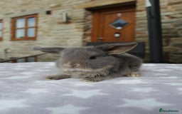 Mini Lop rabbits for sale: Beautiful Litter of Mini Lops - 4 boys & 1 girl - Image 5