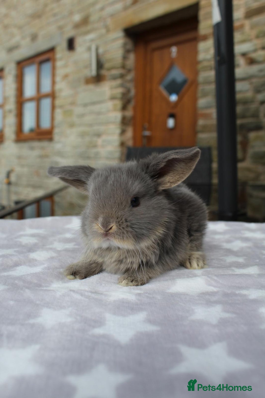 Mini Lop rabbits for sale: Beautiful Litter of Mini Lops - 4 boys & 1 girl - Image 5