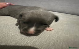 Whippet dogs for sale: Whippet Puppies  - Advert 10