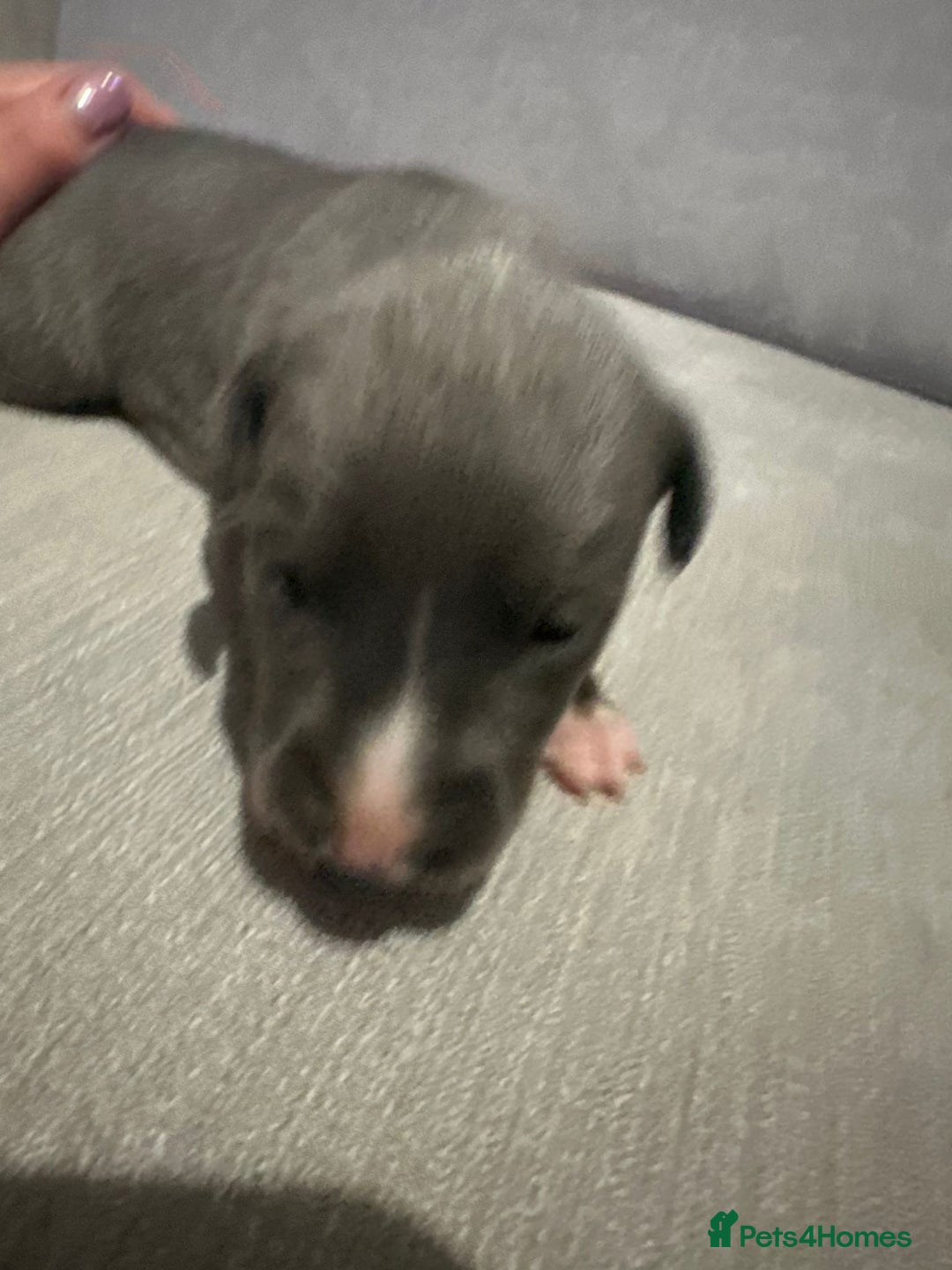 Whippet dogs for sale: Whippet Puppies  - Advert 10