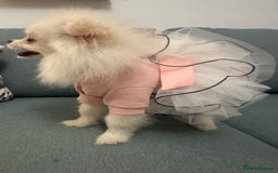 Pomeranian dogs for sale: Pomeranian girl - Image 2