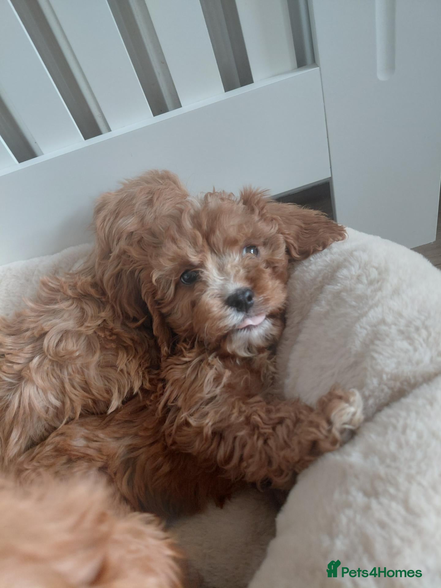 Cavapoo dogs for sale: Cavapoo boy left  - Advert 19