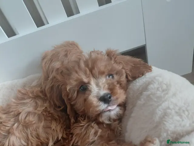 Cavapoo dogs for sale: Cavapoo boy left - Advert 19
