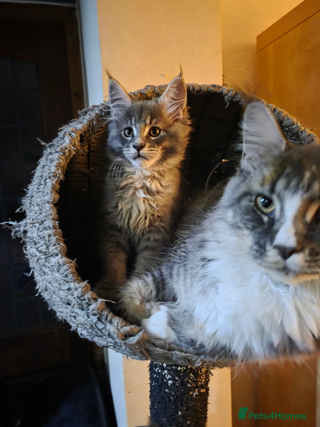 Maine Coon cats for sale: Beautiful Maine Coon Kittens 3 boys/ 2 girl  - Advert 2