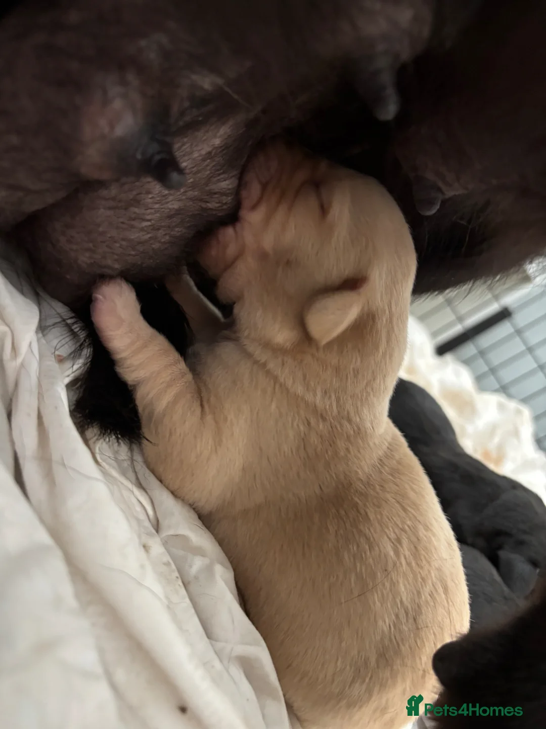 Labrador Retriever dogs for sale: Stunning Black & Yellow Labrador Puppies in Wingate - Advert 2