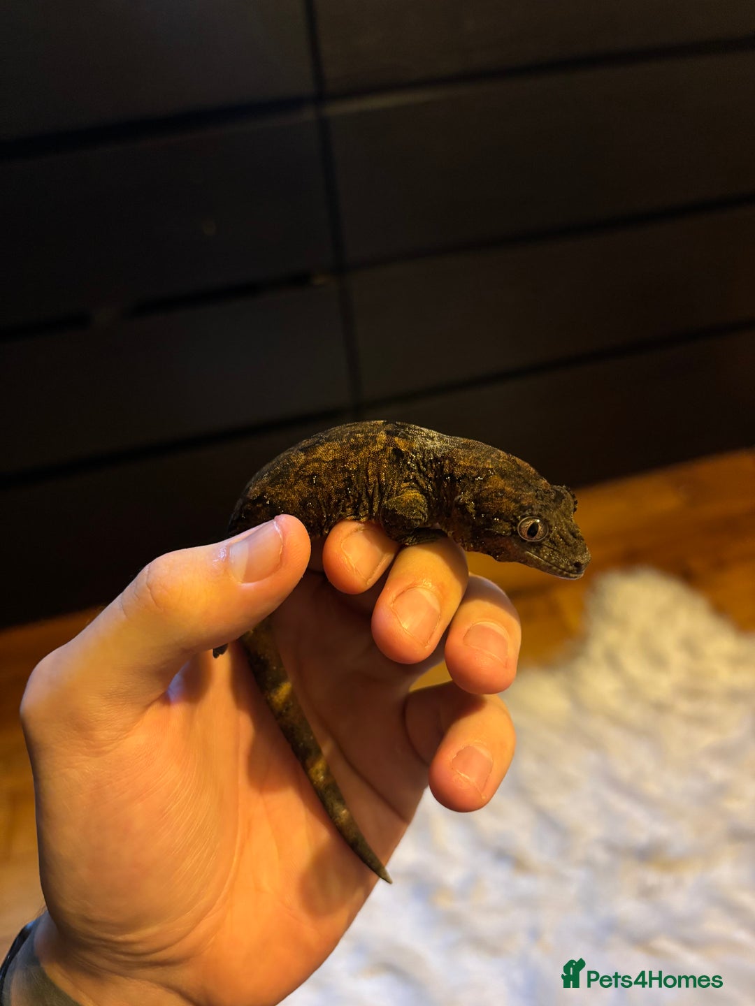 Gecko reptiles for sale: Male Mossy Gecko (Chahoua) - Advert 2