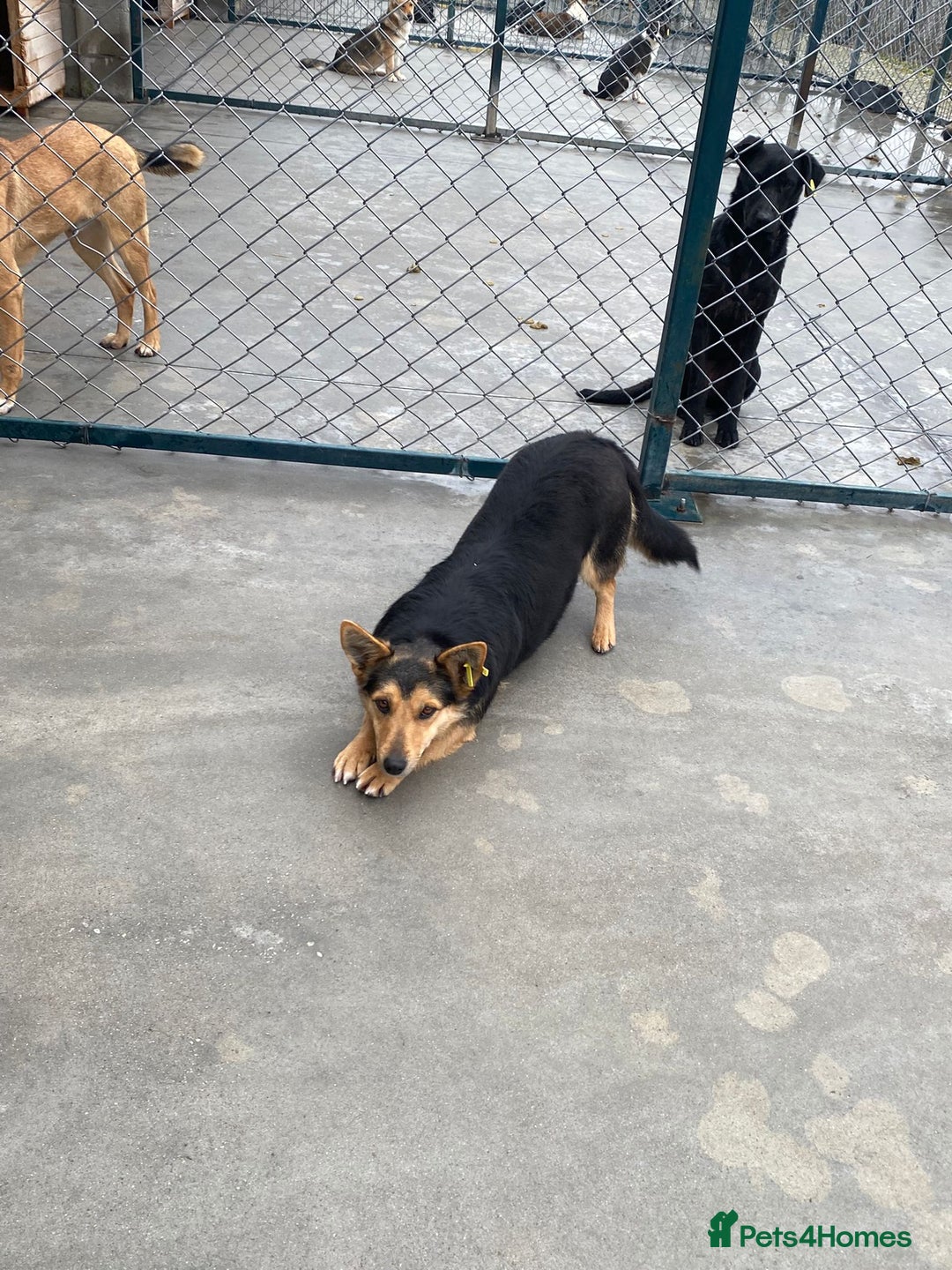 Mixed Breed dogs for adoption: Rolly Rose, 4 yrs approx. Available for adoption. - Advert 6