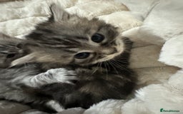 Mixed Breed cats for sale: Siberian x maincoon ready 5th november - Image 5