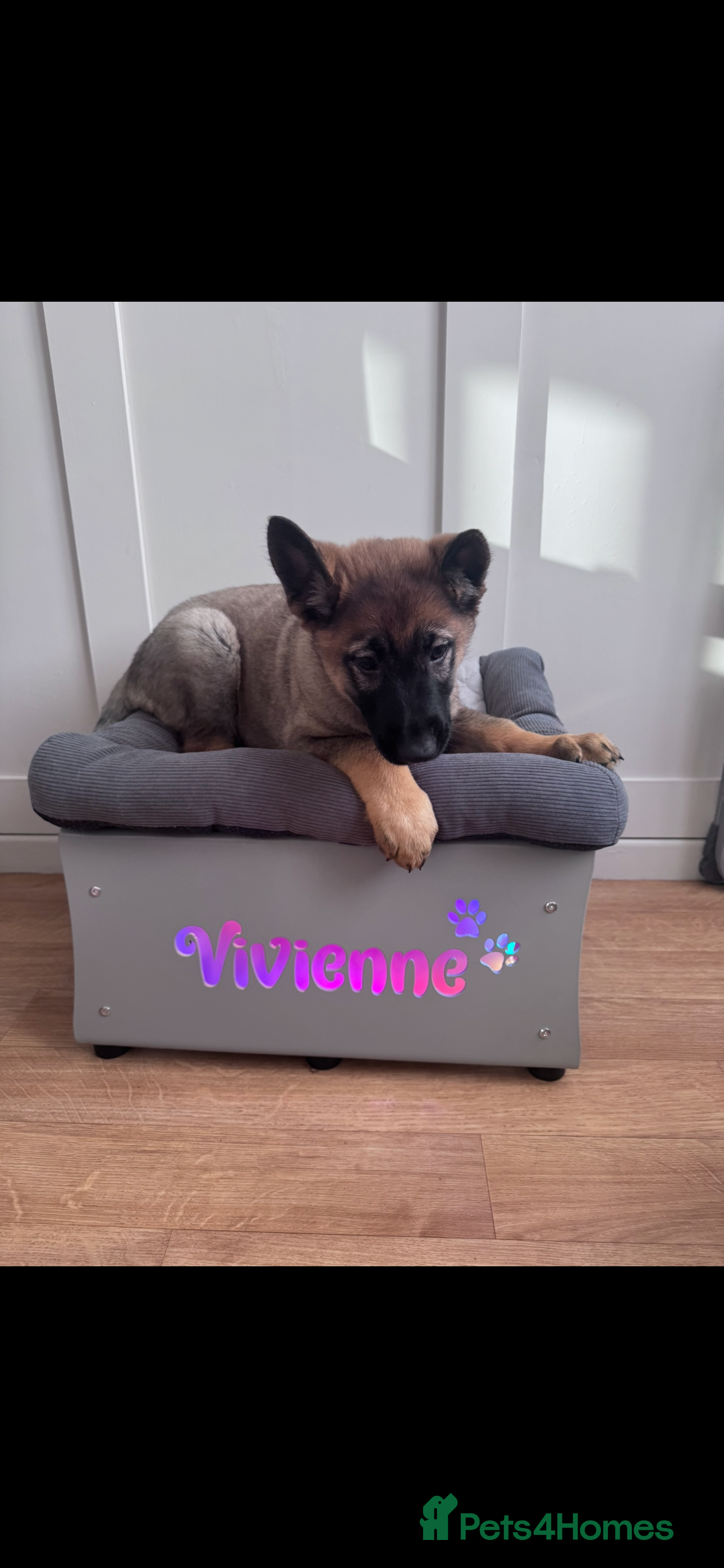 German Shepherd dogs 9 week old German shepherd puppy  - Advert 1