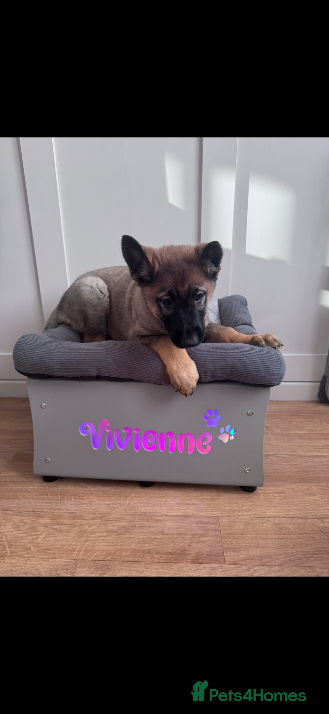 German Shepherd dogs for sale: 9 week old German shepherd puppy  - Advert 1
