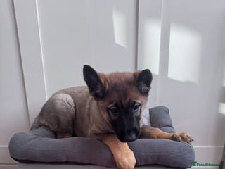 German Shepherd dogs 9 week old German shepherd puppy - Advert 7