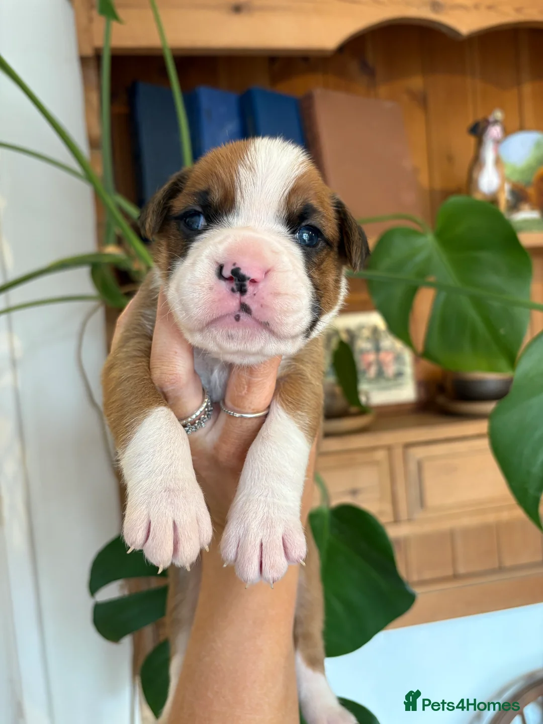 Boxer dogs for sale: Boxer puppies red flashy girls bob tails kc reg - Advert 14