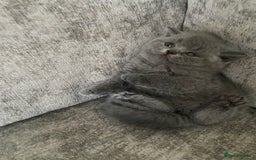 British Shorthair cats for sale: Gccf reg blue bsh kittens active - Image 14
