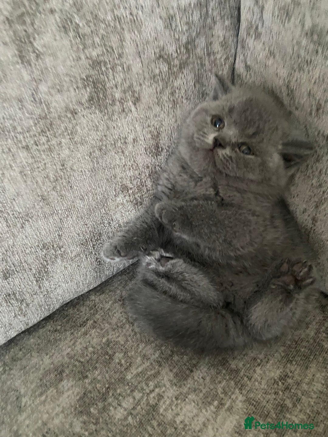 British Shorthair cats for sale: Gccf reg blue bsh kittens active - Image 14