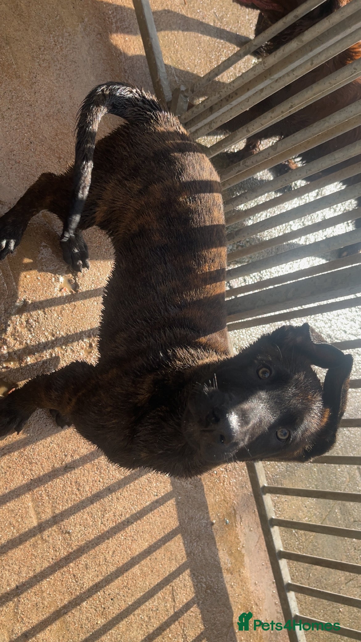 Belgian Shepherd Dog dogs Dutch herder’s for sale  - Advert 2