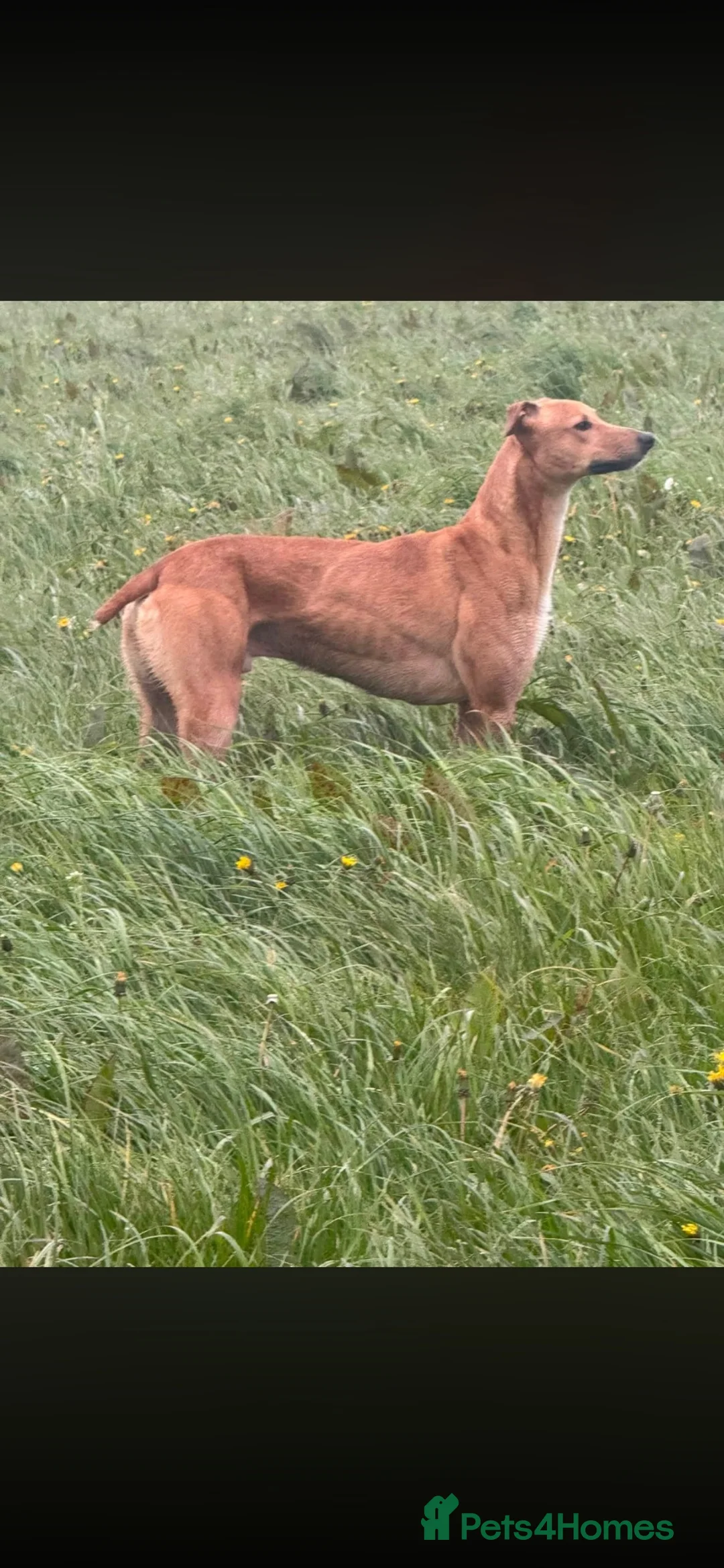 Mixed Breed dogs for sale: Frank bull lurcher in Holsworthy - Advert 2