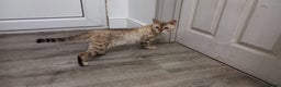 Bengal cats for stud: Seal lynx Snow bengal stud in Hockley - Advert 1