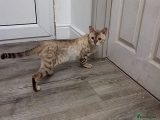 Bengal cats in Hockley - Advert 20