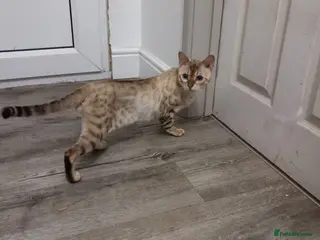 Bengal cats Seal lynx Snow bengal stud - Advert 1