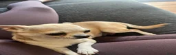Chihuahua dogs for sale: Chihuahua puppies 2 boys kc registered  - Advert 6