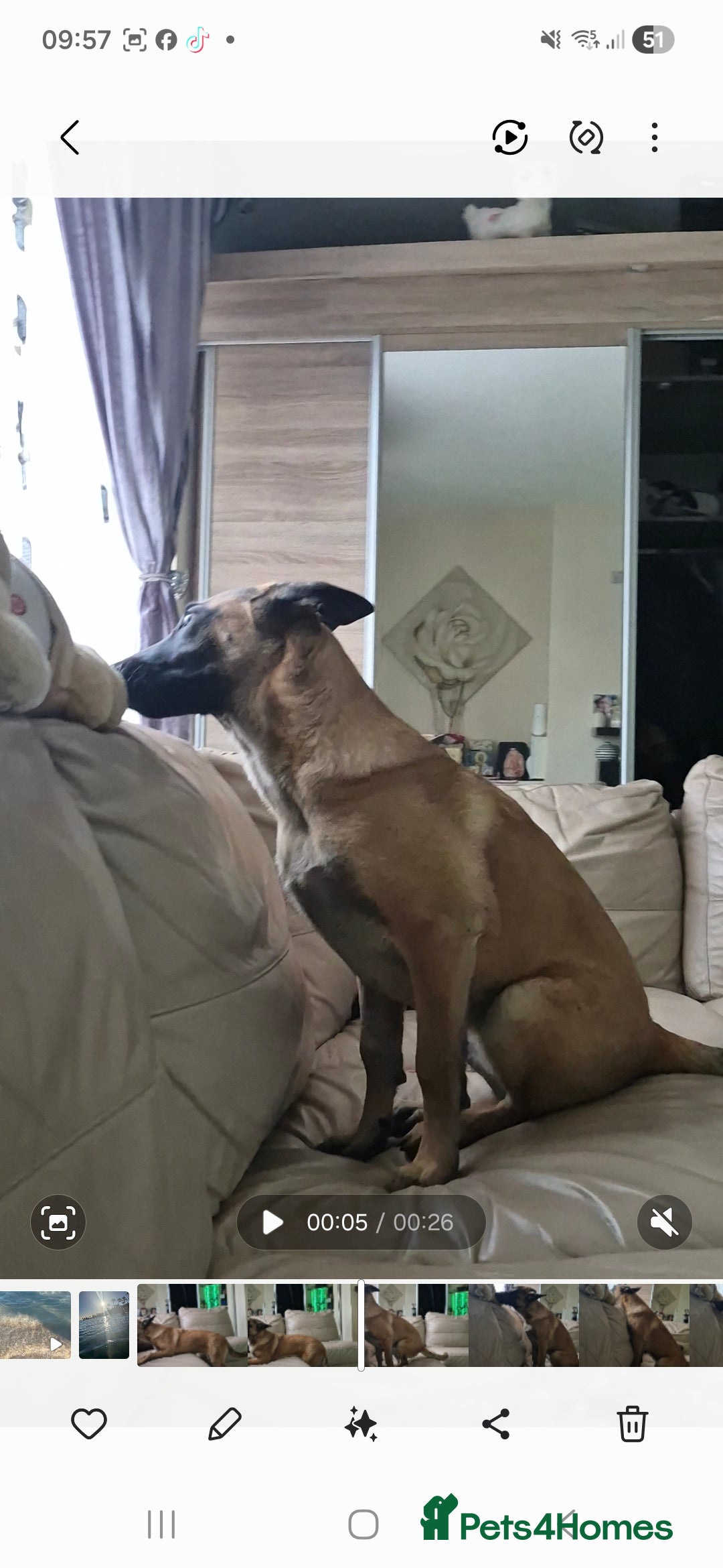 Belgian Shepherd Dog dogs Belgian malinois  - Advert 6