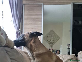 Belgian Shepherd Dog dogs Belgian malinois - Advert 3