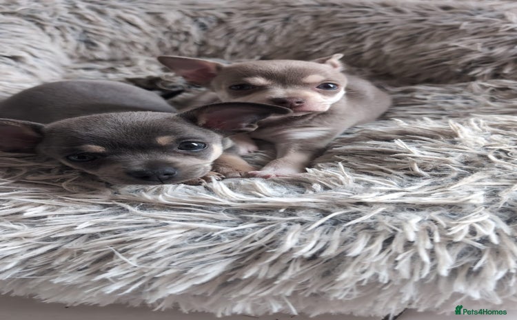 Chihuahua dogs - Advert 3