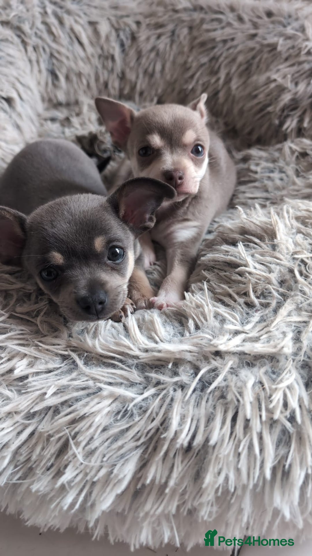 Chihuahua dogs for sale: 2 beautiful chihuahuas  - Image 1