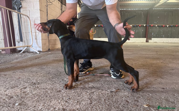 Dobermann dogs in Ormskirk - Advert 3