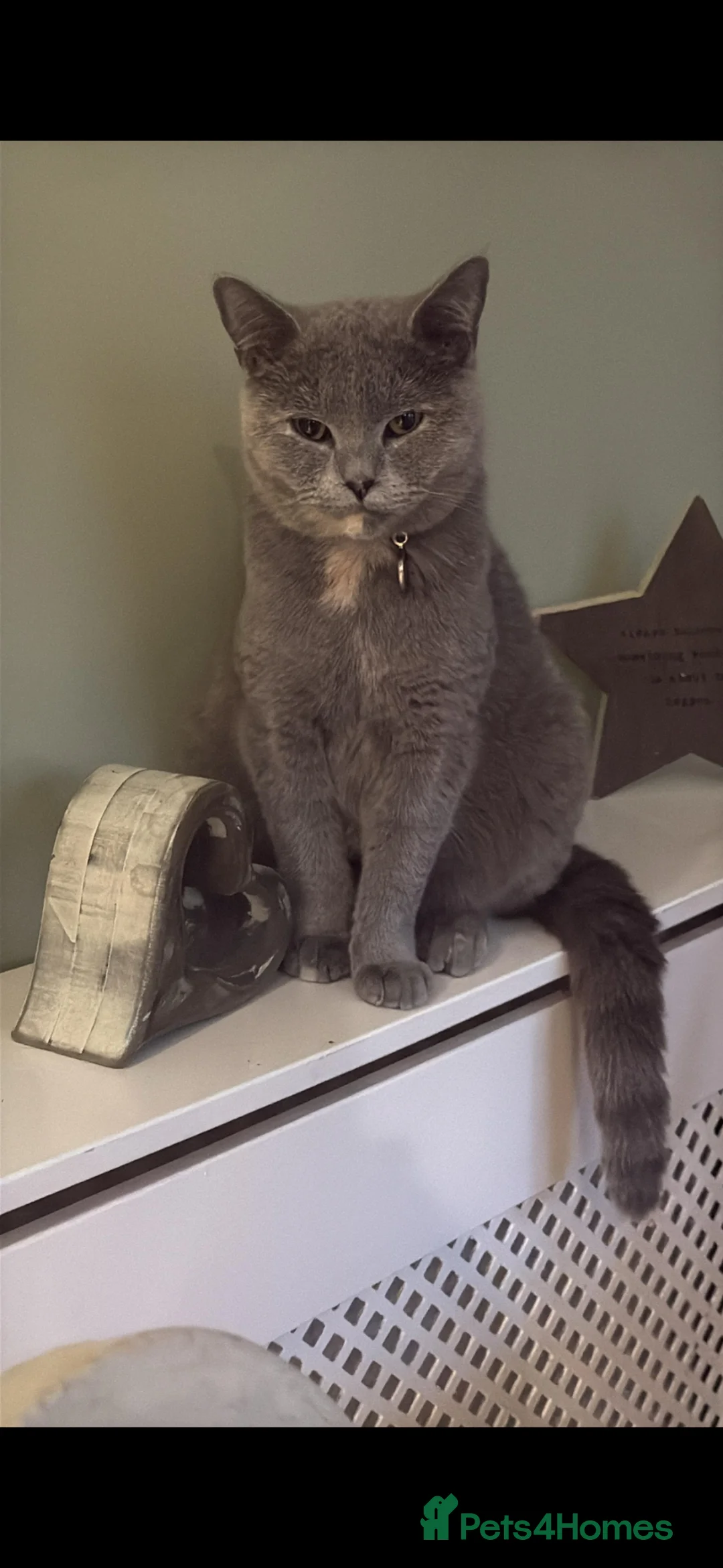 Mixed Breed cats for sale: 6x Gorgeous kittens  - Advert 7