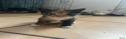 Mixed Breed cats for sale: Three Beautiful Female Kittens for sale - Advert 6