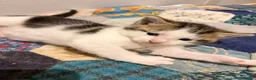 Mixed Breed cats for sale: Fluffy kittens 2x girls and 2x boys  - Advert 2