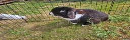 Mini Lop rabbits for sale: 🧡 Female Purebred mini lop 🧡 - Advert 2