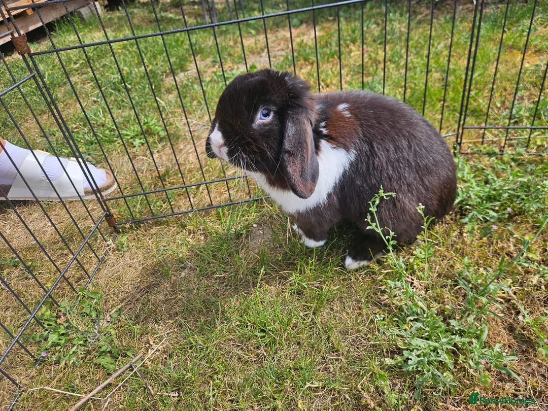 Mini Lop rabbits for sale: 🧡 Female Purebred mini lop 🧡 - Advert 2