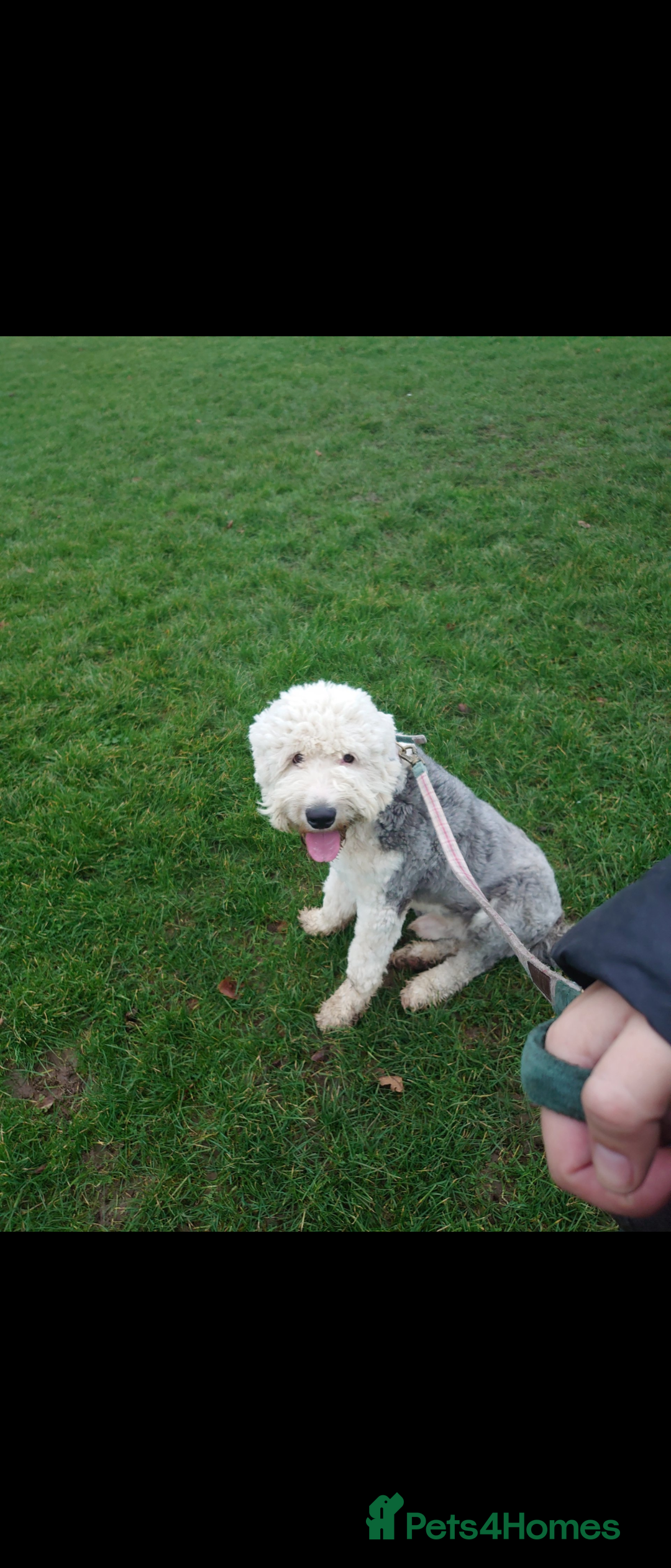 Old English Sheepdog dogs for sale: Old English sheepdog  - Advert 4