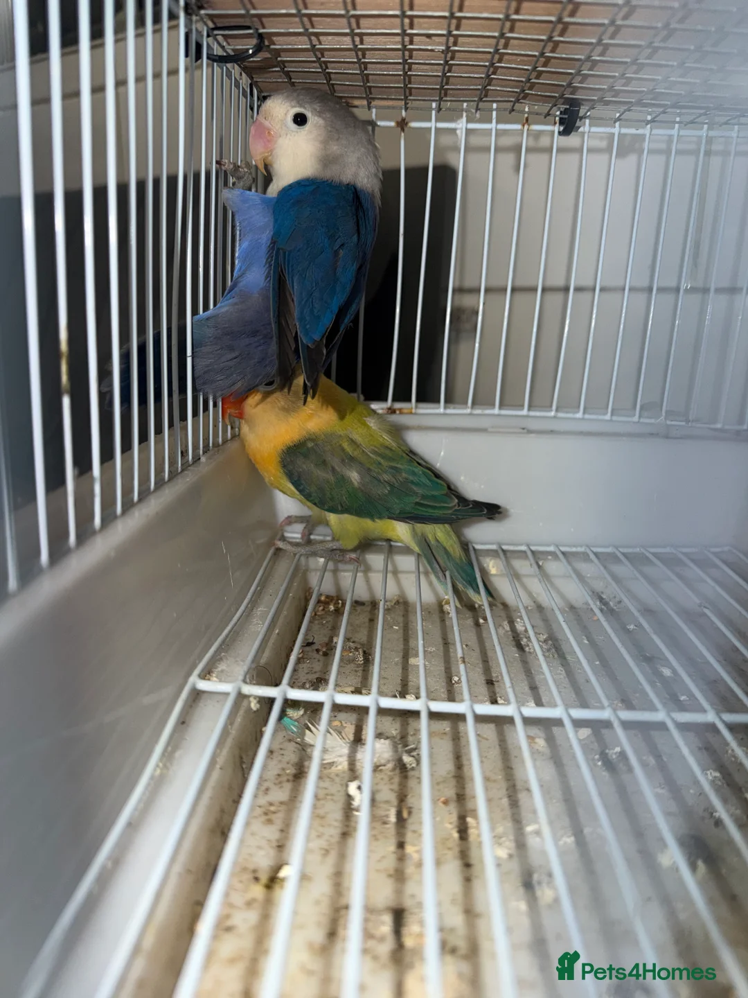 Lovebirds birds for sale: Young pair of lovebird - Advert 14