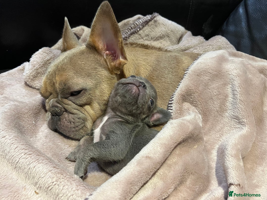 French Bulldog dogs for sale: French Bulldog puppies ready to steal hearts - Image 3