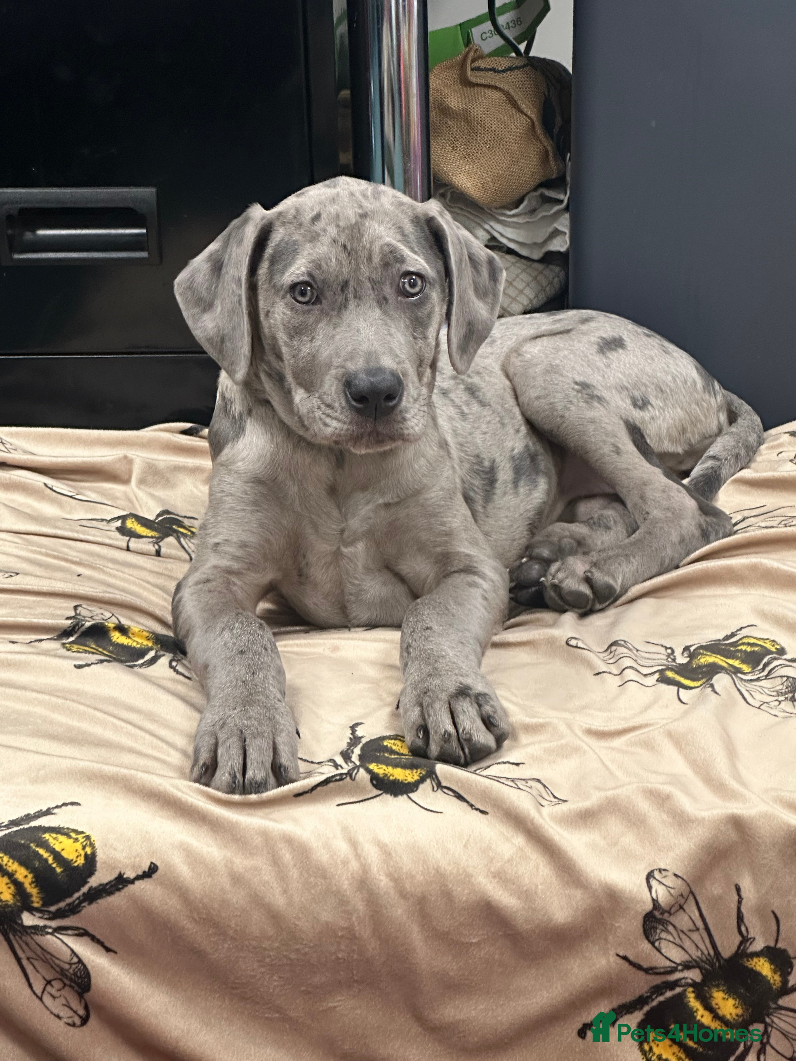 Mixed Breed dogs 14 week old Rhodesian RidgebackXCane Corso - Advert 2