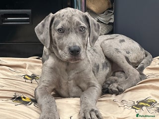 Mixed Breed dogs 14 week old Rhodesian RidgebackXCane Corso - Advert 2