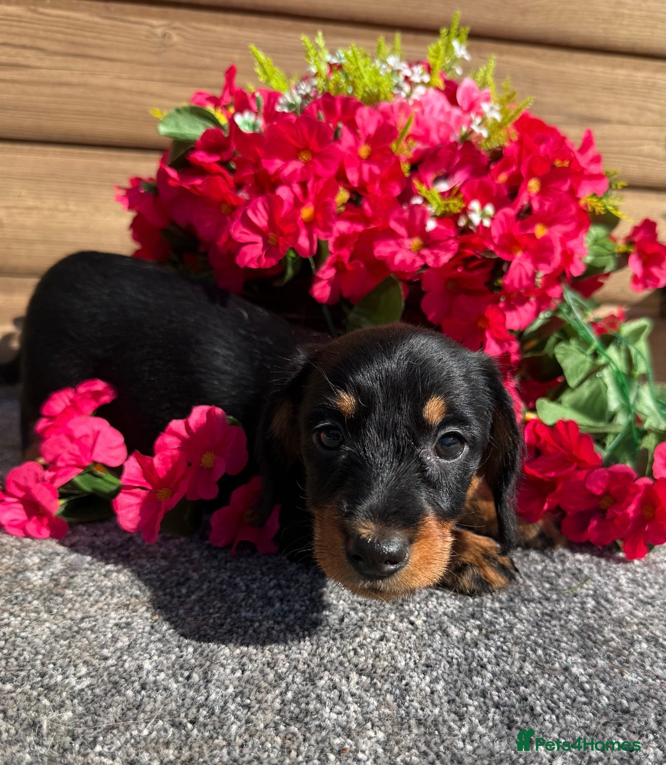 Miniature Dachshund dogs 💜Stunning KC Mini Wirehair Dachshunds💜 - Advert 10