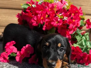 Miniature Dachshund dogs 💜Stunning KC Mini Wirehair Dachshunds💜 - Advert 12