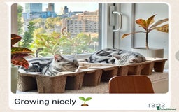 British Shorthair cats for sale: Your Furry Fantasy Awaits! - Image 36