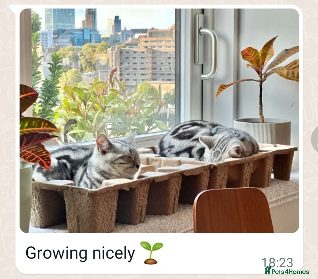 British Shorthair cats for sale: Your Furry Fantasy Awaits! - Advert 35