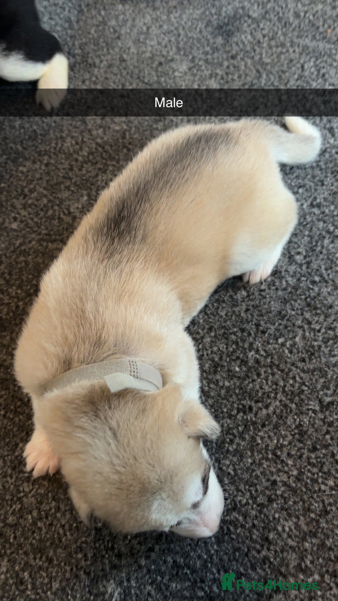 Siberian Husky dogs for sale: Beautiful husky pups 🔥 only 3 male pups left 🔥 - Advert 25